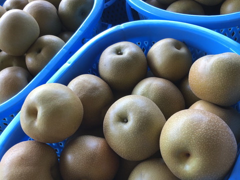 みずみずしさＭＡＸ！　南水梨3Kg（6〜9個）