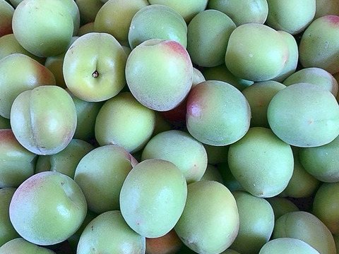 【特別栽培】紀州南高梅　青梅（訳あり）3kg