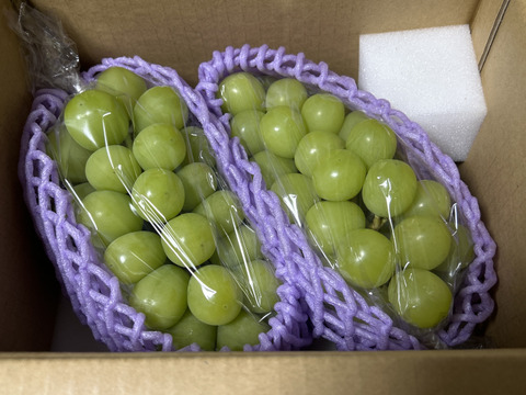 🟢再販🟢人気NO.1商品！！2025年★1.1〜1.2㎏ 2房★種なしシャインマスカット★朝どれ　９月上旬より順次発送！生産量日本一の山梨県産★通常配送　沖縄県 北海道注文不可