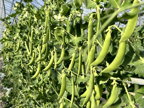 訳ありお得‼️スナップエンドウ　スジナイン　おのんすなっぷえんどう　長崎県産　2kg