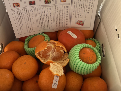 12/28の年内即発送！【甘～い柑橘福袋】甘～い完熟みかんや希少柑橘の食べ比べ！家族でワイワイ♪♪人気４品種が楽しめる！「旬のこだわり柑橘食べ比べ福袋２」ご家庭用　約3kg入【商品番号1102-3k】