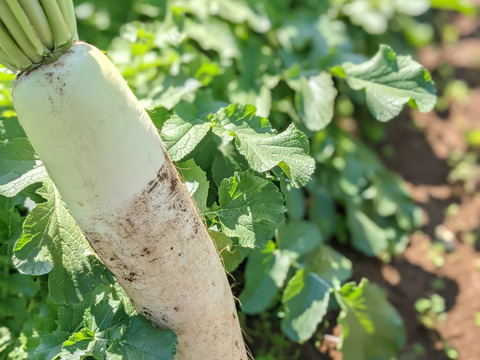 【選べる】オーガニック野菜セット(6品)