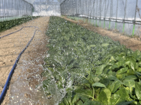 ほうれん草　１kg