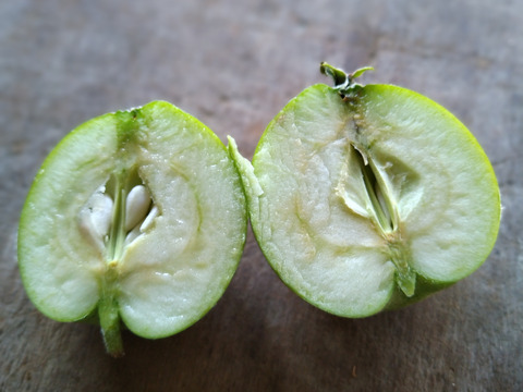 【２箱限定】摘果りんご「シナノレッド」(２kg) 〔使用農薬削率66％〕