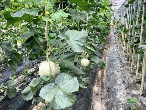 2種類の味わい！メロン レノン・ムーンライト 2玉化粧箱入り 1玉1.7kg以上