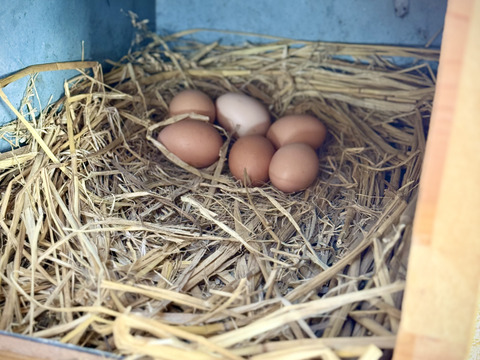 １日数量限定 平飼い『盈月の卵』世界最大級の鶏ブラマ６個入り