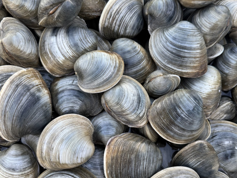 全国送料無料！大きなホンビノス貝10玉（100g~150g程度）