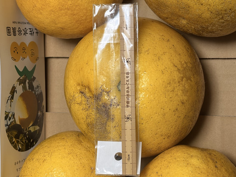 🏆柑橘グランプリ2026銀賞受賞 土佐文旦 化学合成農薬栽培期間中不使用 家庭用 大小混合 5個前後　文旦の本場👑高知県土佐市産　皮むき器付き　※北海道への配送はできません ２０２７年１月下旬発送