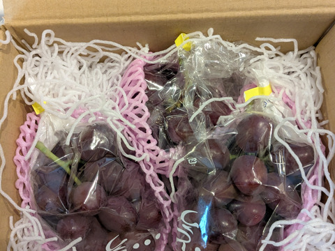 甘く美しい長野県限定品種　クイーンルージュ　800g（2～4房）　家庭用（規格外品）【日時指定不可商品】