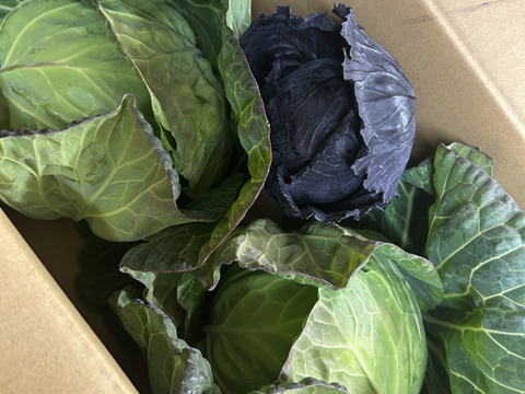 ２玉🌊海風🌊春キャベツ🌊