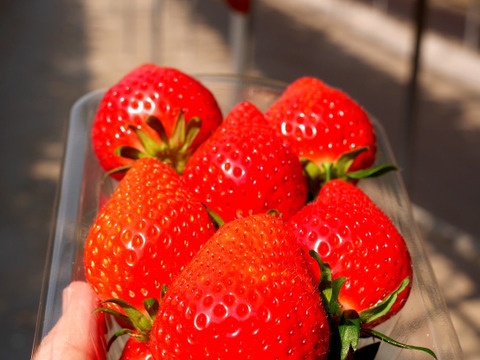 🌟赤城の恵ブランド🌟認定　厳選「やよいひめ」4PK入　家庭用　贈答用　プレゼント