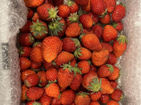 【大特価！】ばら詰めいちごBOX！
朝摘み完熟❤️酵素栽培とちおとめ