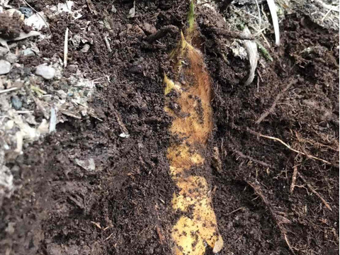 ２０２６年収穫分・静岡市産！朝掘りたけのこ　2ｋｇ入り