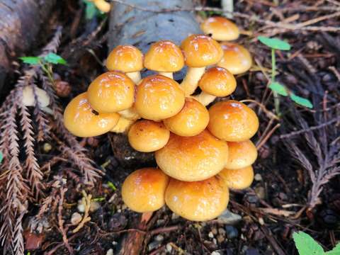 ★即納品 原木栽培品 冷凍なめこ 500g つぼみ  中開き 下処理済