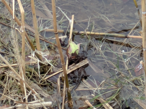 【予約開始】秋田県産天然ふきのとう300グラム