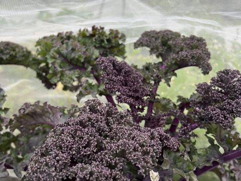 【栄養価が高い】しゅんセット(8〜10品目前後)