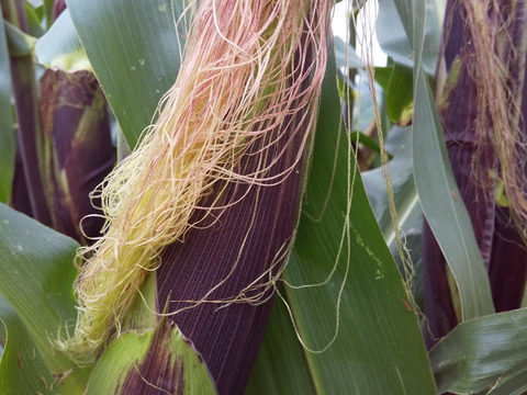 今年最終、まもなく終わります！　トウモロコシ『モチモチ太郎』【パ－プル】　
甘いだけのコーンに満足出来
ない方！　ヤミツキとうもろこし！　80 サイズ箱に７～１1本程満杯詰め、産地直送です