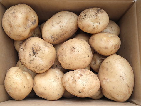 割引価格 春馬鈴薯 ニシユタカ：長崎県産のニシユタカ｜食べチョク｜産地 野菜