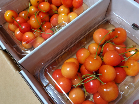 【訳あり】採れたて さくらんぼ 訳あり佐藤錦  紅秀峰 秋田県産 サクランボ  400g〜 家庭  三関 パック お得 2パック入り味はそのまま 秋田さくらんぼ