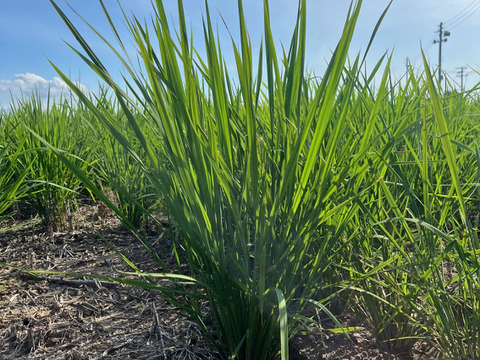 🏆未来を耕すお米賞【にじのきらめき白米5kg】【節水型乾田直播栽培】新しい栽培方法の特別なお米限定販売/新潟県令和７年産新米