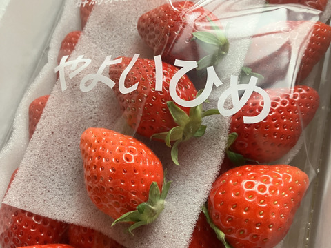 🤩チビッコ やよいひめ🤩小粒『群馬いちご』320g×4トレー