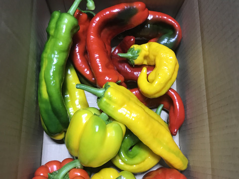 山形県産訳ありパプリカ2ｋｇ