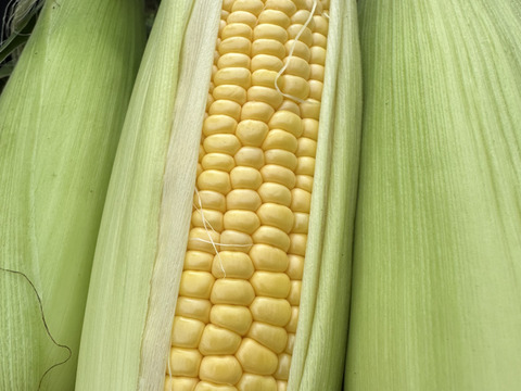 朝穫れ！プリあま大粒とうもろこし【農薬化学肥料不使用】2キロ6本