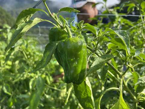 【予約】【ツヤッツヤ、たじまのピーマン】　朝採れ発送！　兵庫県香美町産「たじまのピーマン３ｋｇ」