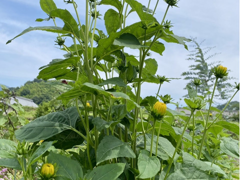 【5本（1本に約３つの花）まるで菊のようなヒマワリ（ロドンゴールド）