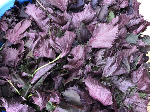 農薬不使用 赤紫蘇1キロ＋季節の採れたて夏野菜詰め合わせセット8月