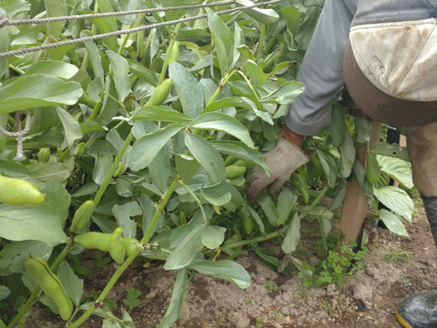 そら豆10個（10本）入り🫛農薬、除草剤、化学肥料不使用☆