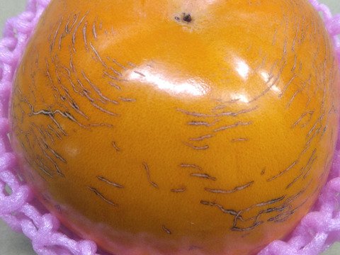 太秋柿❗10玉入り2Ｌサイズ　3.5k箱
食味も食感も抜群です。
福岡県久留米市田主丸産