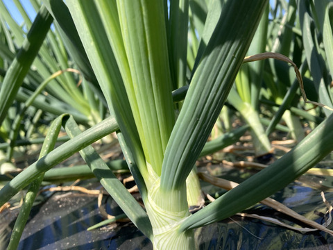 【生でも甘ーい】新玉ねぎ10キロ