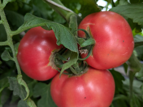 完熟とまと 糖度7.9度の肉厚濃厚な収農花のトマト(ご家庭用・1kg)：秋田県産