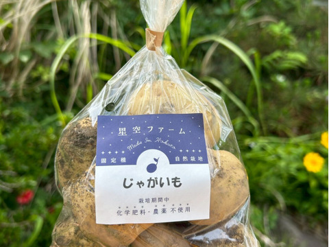 🥔大地の宝石・古代じゃがいも🥔江戸に伝来した栄養根菜☆古代種ブランド野菜【農薬不使用】【化学肥料不使用】【品種改良なしの固定種】お試し約1㎏🥔6月中旬予約🥔