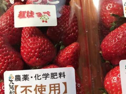 定植後農薬不使用イチゴ　紅ほっぺ１パック章姫１パック