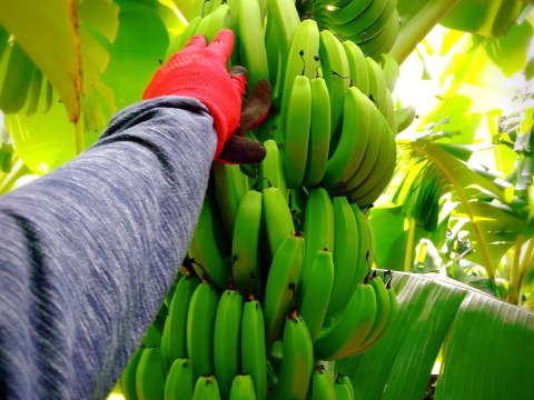 【農薬・化学肥料】幻の品種！！国産バナナ プチサイズ1.8kg【栽培期間中不使用】