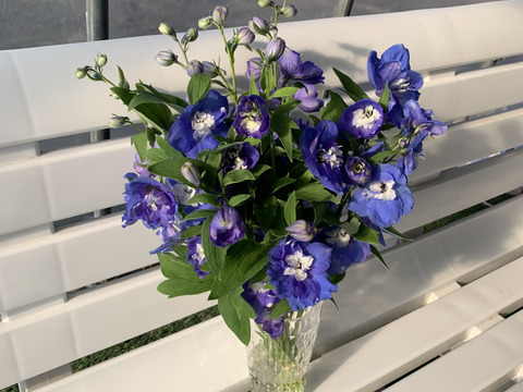 青系デルフィニウム(エラータム系)12本入り