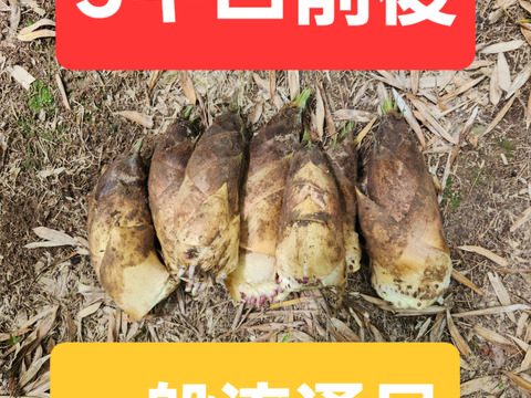 ★朝掘り　たけのこ　筍　一般流通品　5キロ前後　※5本～8本　最短発送　チルド　冷蔵専用箱発送