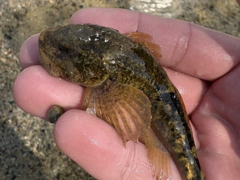 【朝採り当日発送】120年守る安曇野の湧水育ち。希少な「葉わさび1kg」＆お試し生わさび（ご家庭用・100g)セット