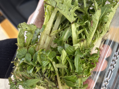 白神山地の山あざみ（若芽）200ｇ