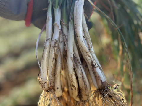 沖縄 伊江島特産 島らっきょう 1kg