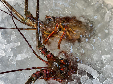 限定品❗️小さくても美味い‼️
凍眠凍結　伊勢海老 1kg位入り
8〜10尾入り