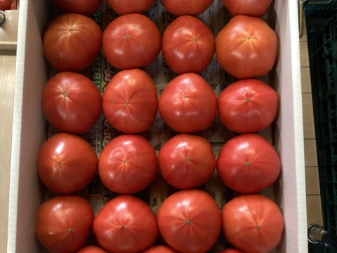 赤丸山口トマト　大箱
