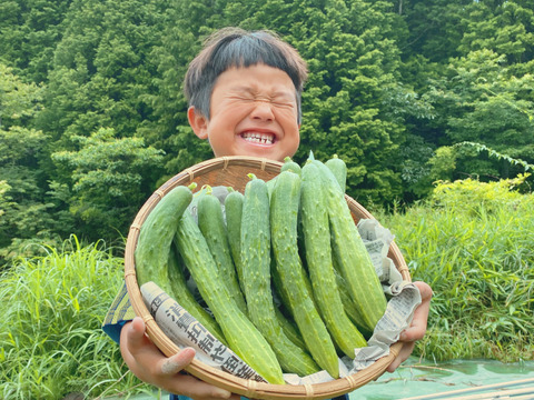 セット10kg【固定種の旨み玉ねぎ】農薬不使用🧅やみつききゅうり！野菜　自然の甘味！