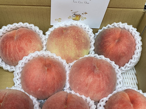 【８月上旬】かたい桃「川中島白桃」約２kg６～８玉１箱山梨県南アルプス上宮地産で残暑お見舞い