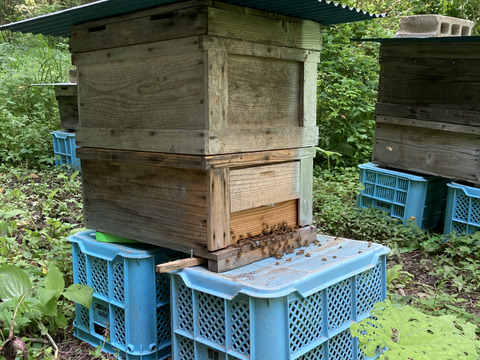 『アカシアのはちみつ』　600g×2本