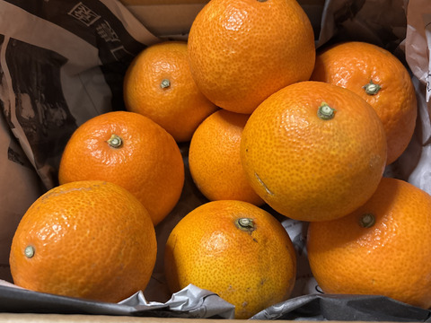 【訳ありだけど美味しさそのまま】まどんな 2kg 【ゼリーのようなプルプル食感】