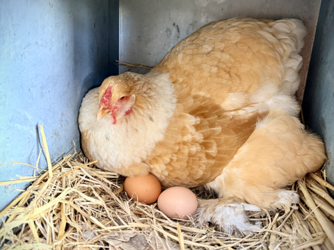 １日数量限定 平飼い『盈月の卵』世界最大級の鶏ブラマ６個入り