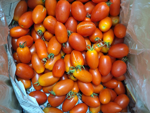 皮パリ食感！アイコ『岡山県産』４ｋｇ（概ね200～240個程度）